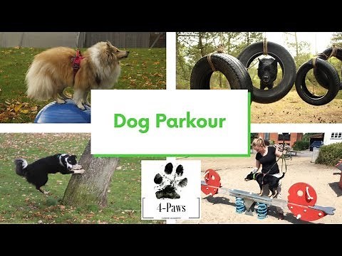 Dog Parkour - Urban Agility