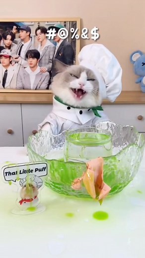 Cat Meme Compilation: Cooking Cat Funny Moments