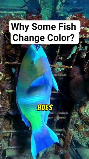 Why Some Fish Can Change Color