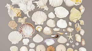 Sea and Ground Shells Pack - Buy Royalty Free 3D model by Drakery