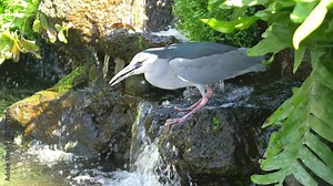 Big bird hunting in natural enviroment in 4K Slow motion 60fps