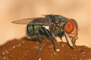 Coprophagia - Alchetron, The Free Social Encyclopedia