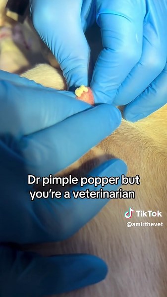 So do people actually like watching this kinda stuff?? #abscessdraining #abscess #drpimplepopper