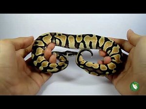 MORPH 101. Know your Pastel (Cara mengenali Pastel) Ball Python