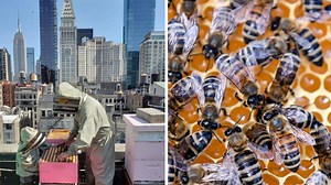 Großstadt statt Blumenwiese: Bienen sammeln Honig mitten in New York