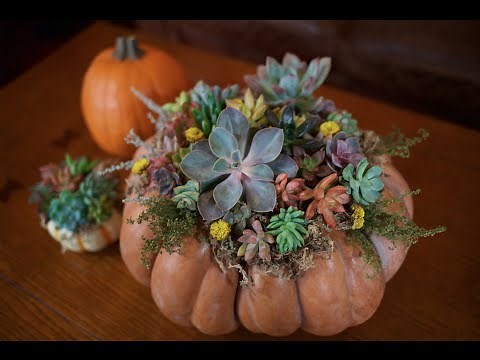 DIY Succulent Pumpkin Centerpiece | DIY with Caitlin | Fall Craft Projects