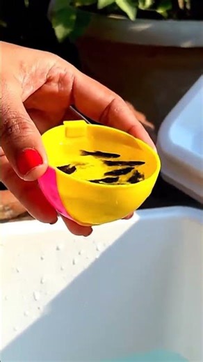 🤯 OMG! Caught BABY TURTLES & 🐠 Nemo Fish in my TINY Pond! You WON'T Believe This! 🐢