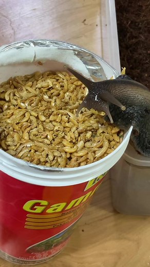 아프리카 왕달팽이와 함께하는 달팽이 집사 일상🐌
