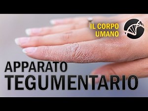 Integumentary System - The Human Body