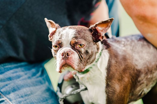 Is My Dog Mad at Me? Telltale Signs and How to Respond