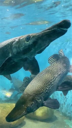 #alligatorgar #largest #fish #nationalzoologicalpark #dehiwalazoo