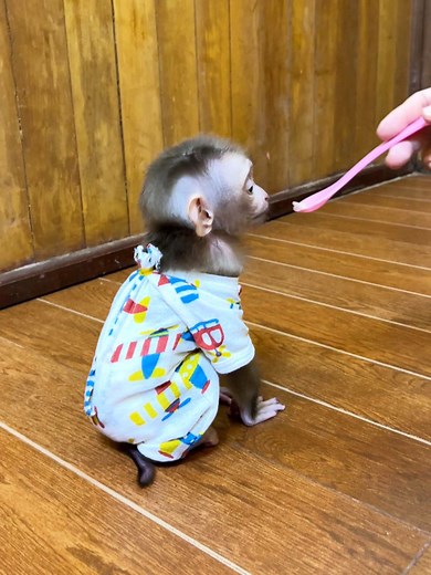 Maddox lgnores His Requested Food After Waiting For Too Long