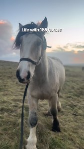 Life with 185 horses ☘️🐎 Do you have strong Irish connections or own an Irish breed of horse? If so, you should think about including some Irish in the name ❤️ Here are some of our favourites but for a more extensive list, check out our latest blog post on our website: https://horsebackridingtoursireland.com/a-celtic-connection-irish-horse-names-and-their-meanings/ #equestrianvacation ##horseridingireland #irishhorses #tourismireland horseriding | Bespoke Equestrian Ireland