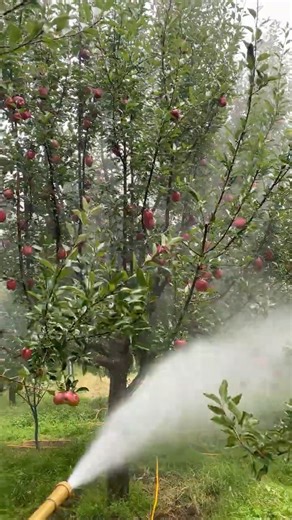 Spraying Apple Fruit 🍎