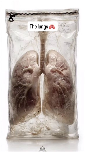 Bradley Blair Osteopath | The lungs are the primary organs of respiration and their main role is gas exchange. Oxygen from the air passes into the bloodstream, while... | Instagram