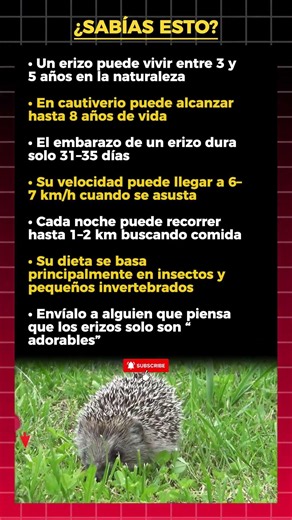 7 secretos de los erizos que parecen IMPOSIBLES 🦔