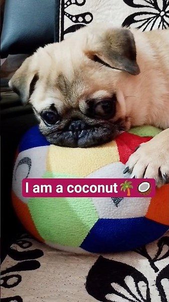 Do u love this coconut🐕?#shorts#pug#dogs#pets#dog#cute#viralshorts#funny#adorable#pugshorts#petlover