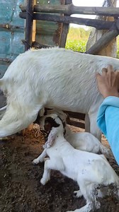 8.7K views · 237 reactions | Paldo Anak ni Nora at shin sa ibang mommy goat mag feeding milk sa aming kapit Bahay 殺 #friendlyᥫᩣシ #goatarming #happygoatfarming #pigoat #newyearsevei #HappyBonifacioDay #videograms #christmastime #OFWHONGKONG #goatfarming | GiNa Bilarmino Silvestre Anusencion | Facebook