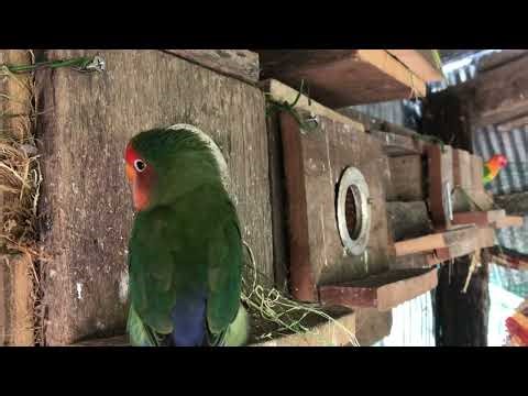 Lovebird Sounds | 2 Hour Lovebirds Sounds ❤️ 🦜#lovebirds #parrotlover #birdsounds
