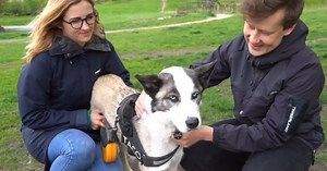 Pora susižavėjo Sibiro haskiu iš prieglaudos: pasakė, kaip viskas vyko toliau