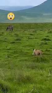 131K views · 1.8K reactions | Animal Planet TV on Reels | Facebook