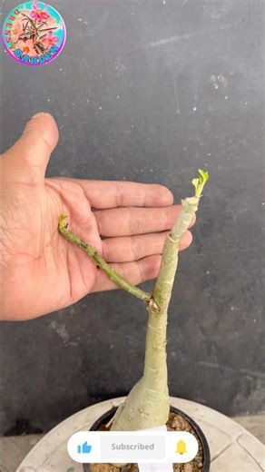adenium Lateral Grafting Experiment #adeniumgrafting #shorts