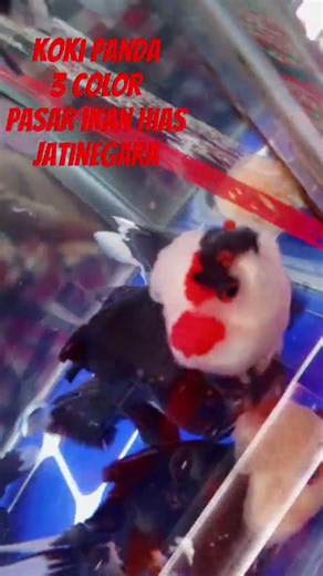 koki panda 3 color 80 ribuan, pasar ikan hias Jatinegara #ikan