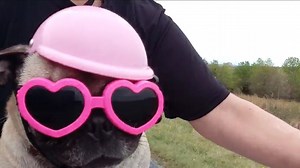 MONDAY MOOD😎💗 Lori Reynolds' lil' pup Tori loves to ride on the four-wheeler with her special helmet and goggles! Share your pets with us: wset.com/chimein | ABC 13 - WSET