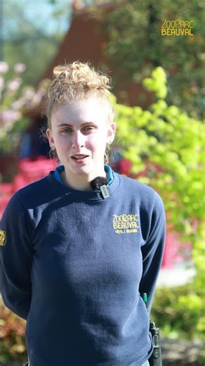 Understanding the cries of the golden monkey by Alexia, zookeeper at Beauval