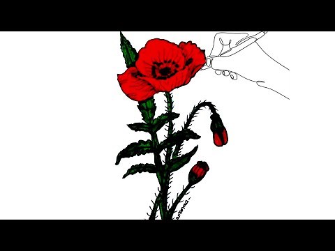 How to Draw Poppy flower : Easy Tutorial Step by step video