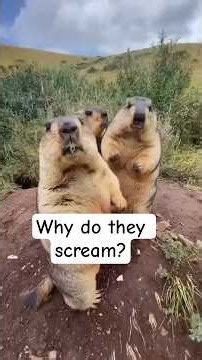 The Hilarious Truth About Marmots: More Than Just Groundhogs!