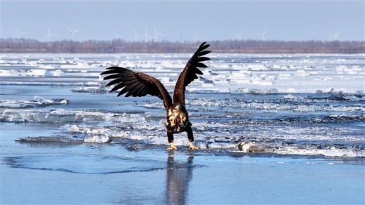 Wings over winter: The white-tailed eagle's northern sojourn