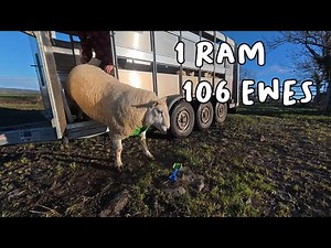 North Country Cheviot RAM goes to work!