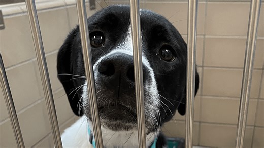 Massachusetts animal shelters to combat dog population crisis by waiving adoption fee