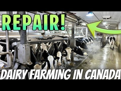 Parlour Repair, Loader Repair and Cheese Building Update!