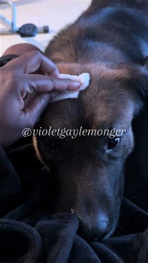 Simba thinks he runs this house… and today he conducted a full inspection 🐶