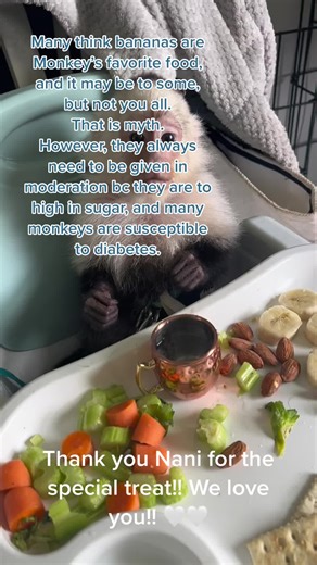 Love you, and all your precious babies. 🤍🤍#monkeys #fyp #tobytroop #monkeysoftiktok