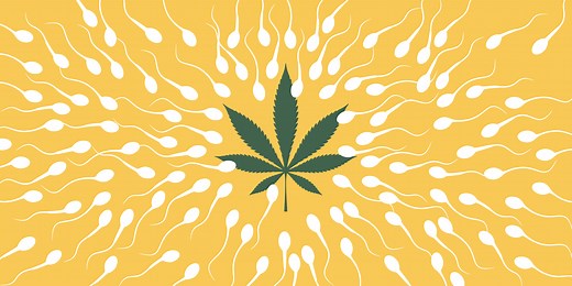 Weed Might Not Be Kryptonite to Sperm