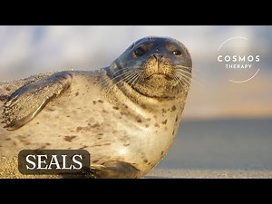Seals a short Documentary | Marine Mammals | Wildlife | nature | Planet Earth