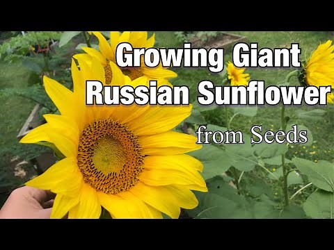 Growing Giant Russian Sunflower from Seeds || Step by step