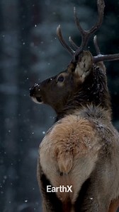 ❄️ Winter wanderers! 🦌 From December to April, elk gracefully descend to lower elevations, seeking sustenance. Following them are cougars and coyotes treading the same path. 🌲 When celebrating in the great outdoors, it's crucial to acknowledge the shift in wildlife behavior. Give them the space they need and resist the urge to approach. We're sharing their world and respecting their boundaries is key! 💙 Our wildlife is precious and they deserve to thrive undisturbed. Recognizing the importanc