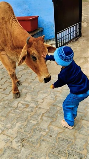 Unlikely friends: a Calf and a Golden Retriever Share Biscuits! 🐶🐮 #shorts #youtubeshorts #calf #dog