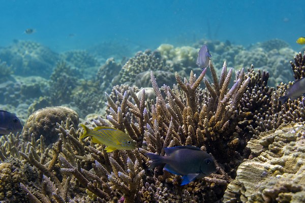 A Colorful Exploration: 22 Types of Coral and Their Beauty