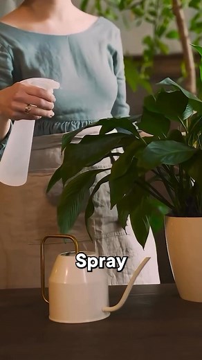 How to Remove Aphids and Scale Insects from Peace Lily! 1. Identify the Problem: If you see small green or black insects under the leaves, they’re aphids. If there are brown or black bumps, those are scale insects. 2. Make a Natural Spray: Mix 1 liter of water with a few drops of liquid soap. This gentle solution helps kill pests without harming the plant. 3. Spray the Leaves: Spray the mixture on the top and bottom of the leaves every evening until the insects disappear. 4. Clean Scale Insects: