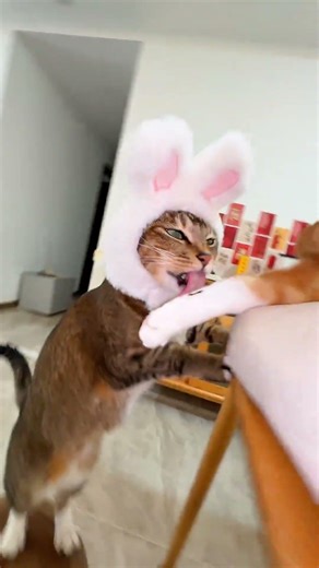 Title: Egyptian Glutton Cat: Licking Session Unleashed