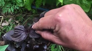 Perilla frutescens, planta con propiedades antihistamínicas