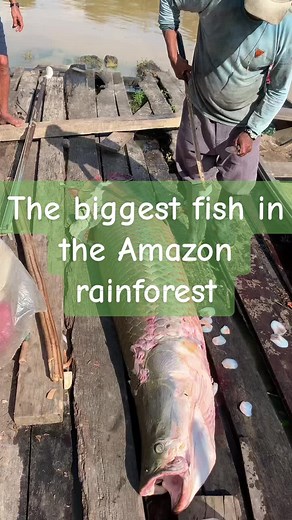 Peraruku: Catching the Giant Fish of the Amazon Rainforest