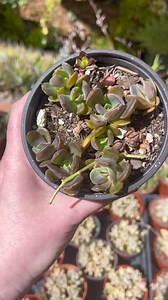 Let’s propagate some Echeveria leaves 🌱 | Unique Succulent Designs