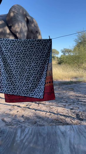 Morning routine in the bush, elephant style🦷🐘. Our student intern, @imani.wilson_, captured this close encounter while brushing her teeth — an elephant strolling right past her tent! Living and working in the bush brings a new adventure every day, surrounded by these incredible creatures....#elephantresearch #fieldwork #botswana #lifeinthebush #conservationlife | Elephants for Africa