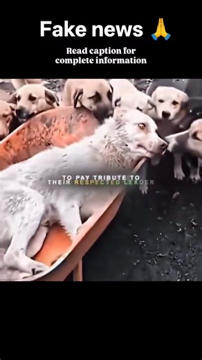 Stop spreading fake news 😤 #kingcharles #dog #fyp #youtubeshorts #dogbreed #labrador #viral #animals